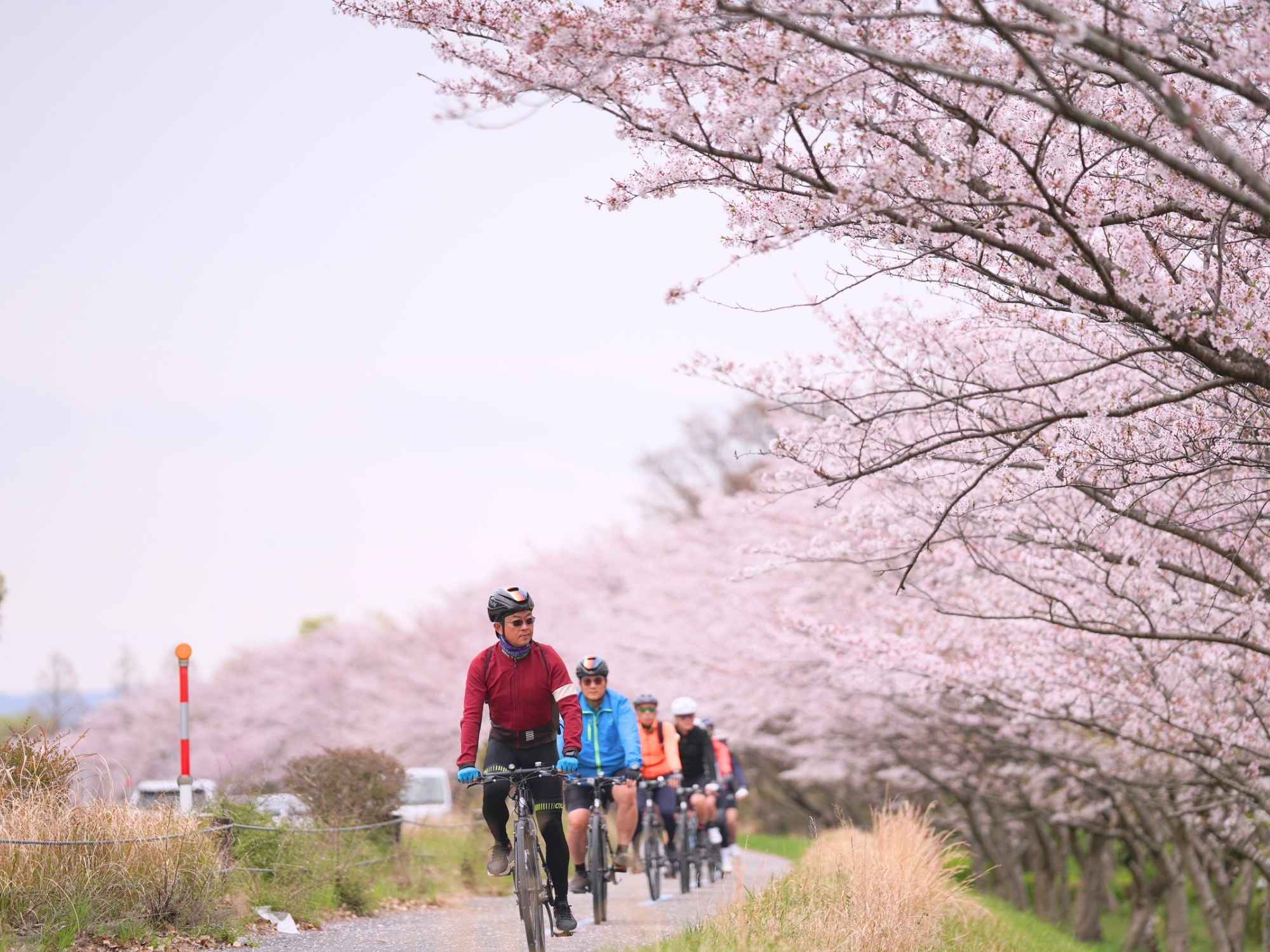 bicycle_guide_traffic-rules-04 騎單車是最完美的旅遊速度。無論是追逐島波海道的海風、一邊騎車一邊遠眺富士山,還是在櫻花與楓葉季時穿梭在日式街道,那種「與美景零距離」的慢活浪漫,是搭地鐵絕對無法複製的感動。