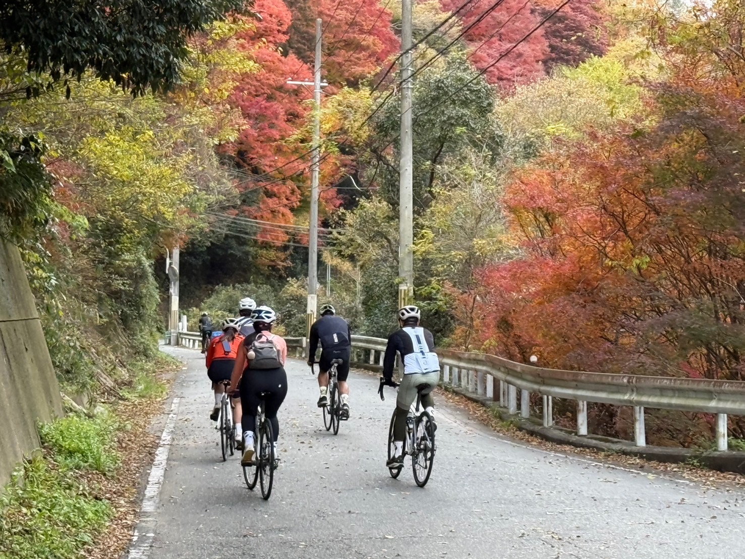 多位車友穿著裝備騎乘單車,穿梭於滿山紅葉圍繞的秋日山林公路實景